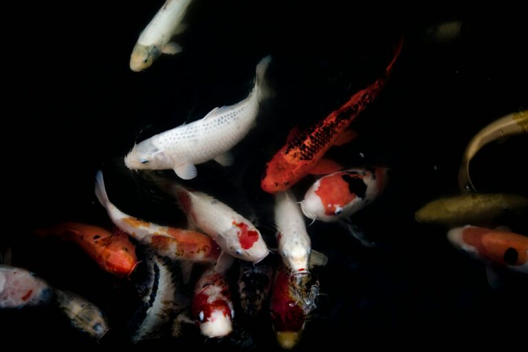 Atlas ryb - Podwodna odyseja w fascynujący świat oceanicznych mieszkańców
