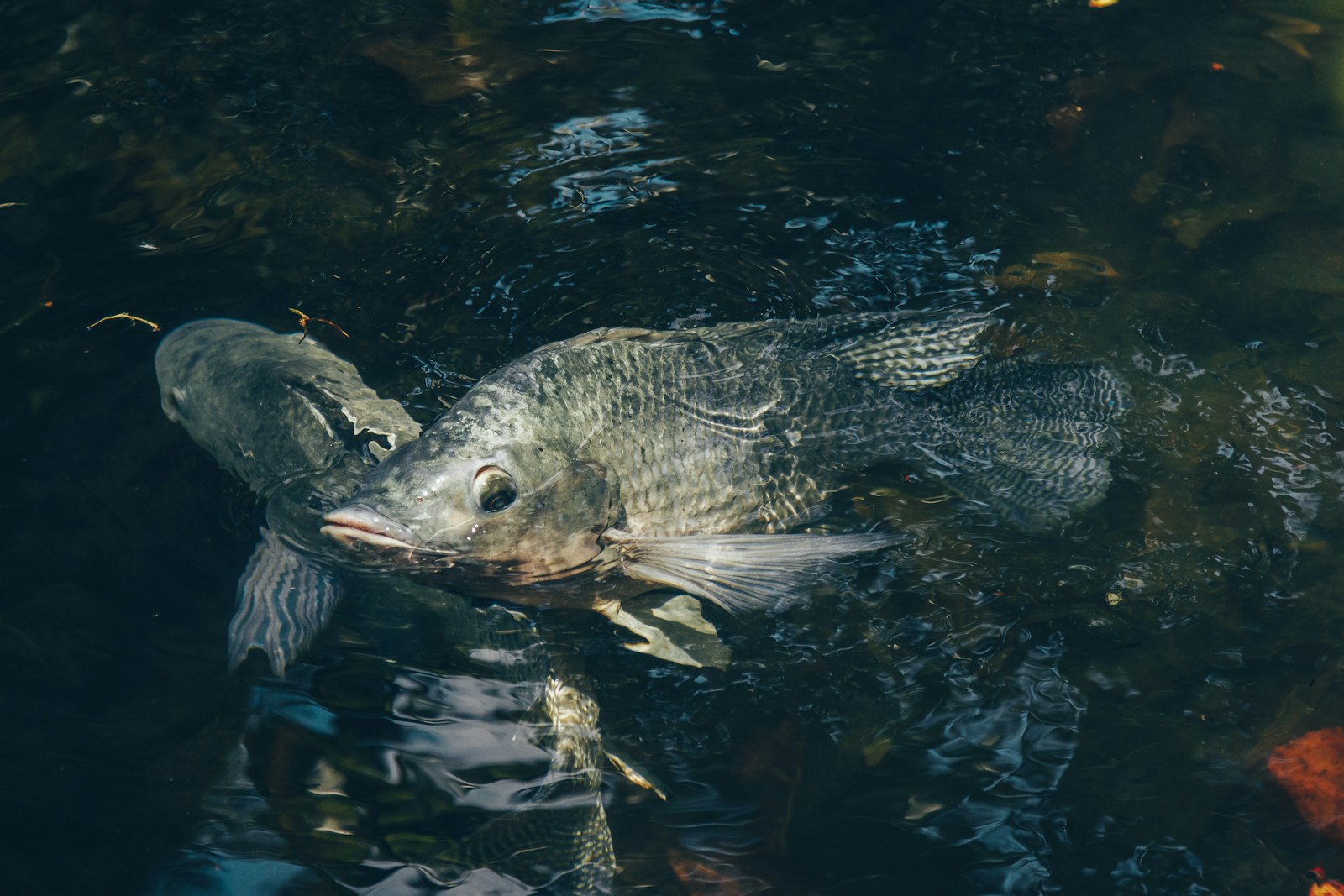 Odkrywając Wodne Tajemnice - Fascynujący Świat Atlasu Ryb Polskich