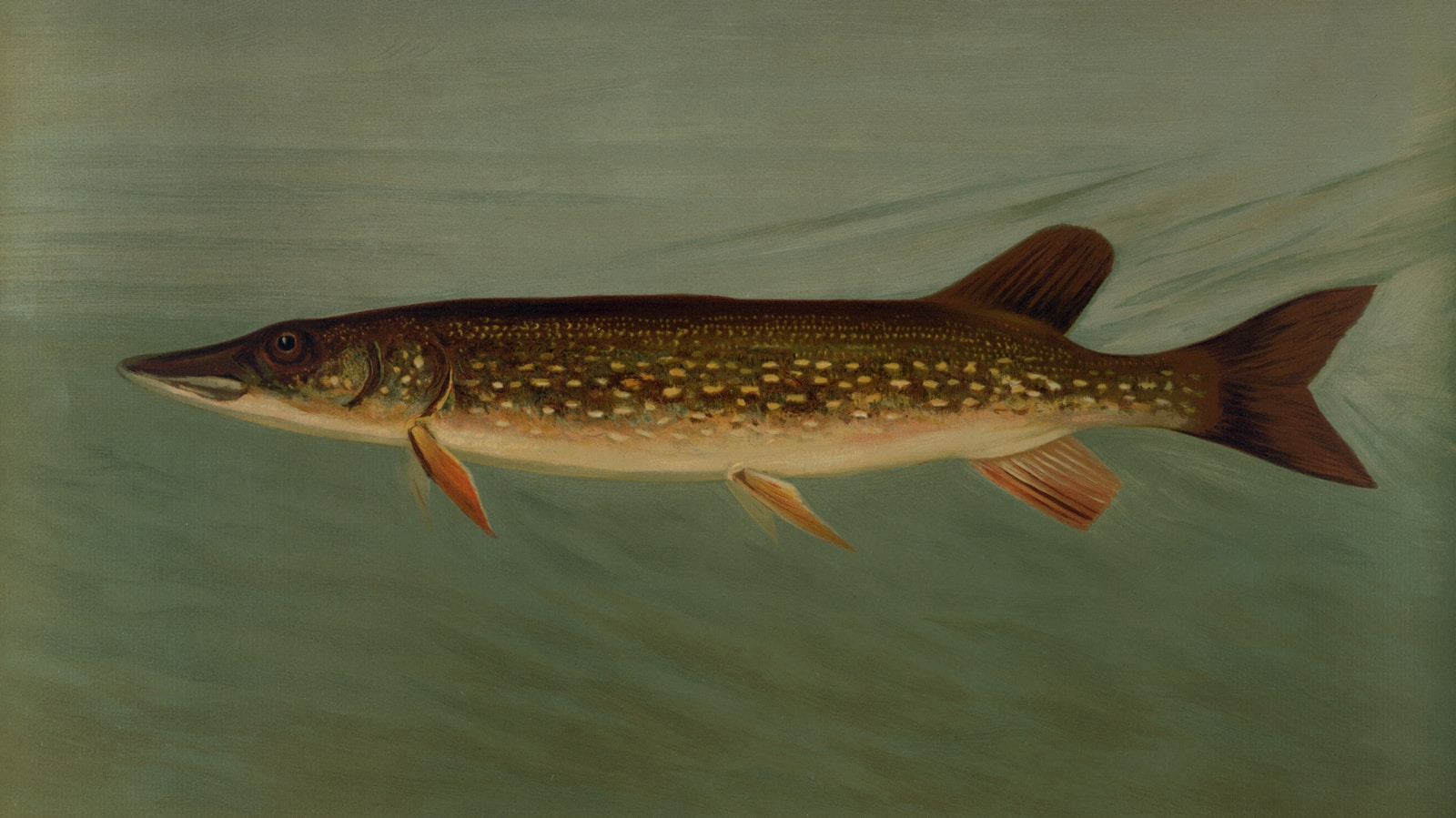 Ryby drapieżne na talerzu - nowy trend w gastronomii czy zagrożenie dla ekosystemu?