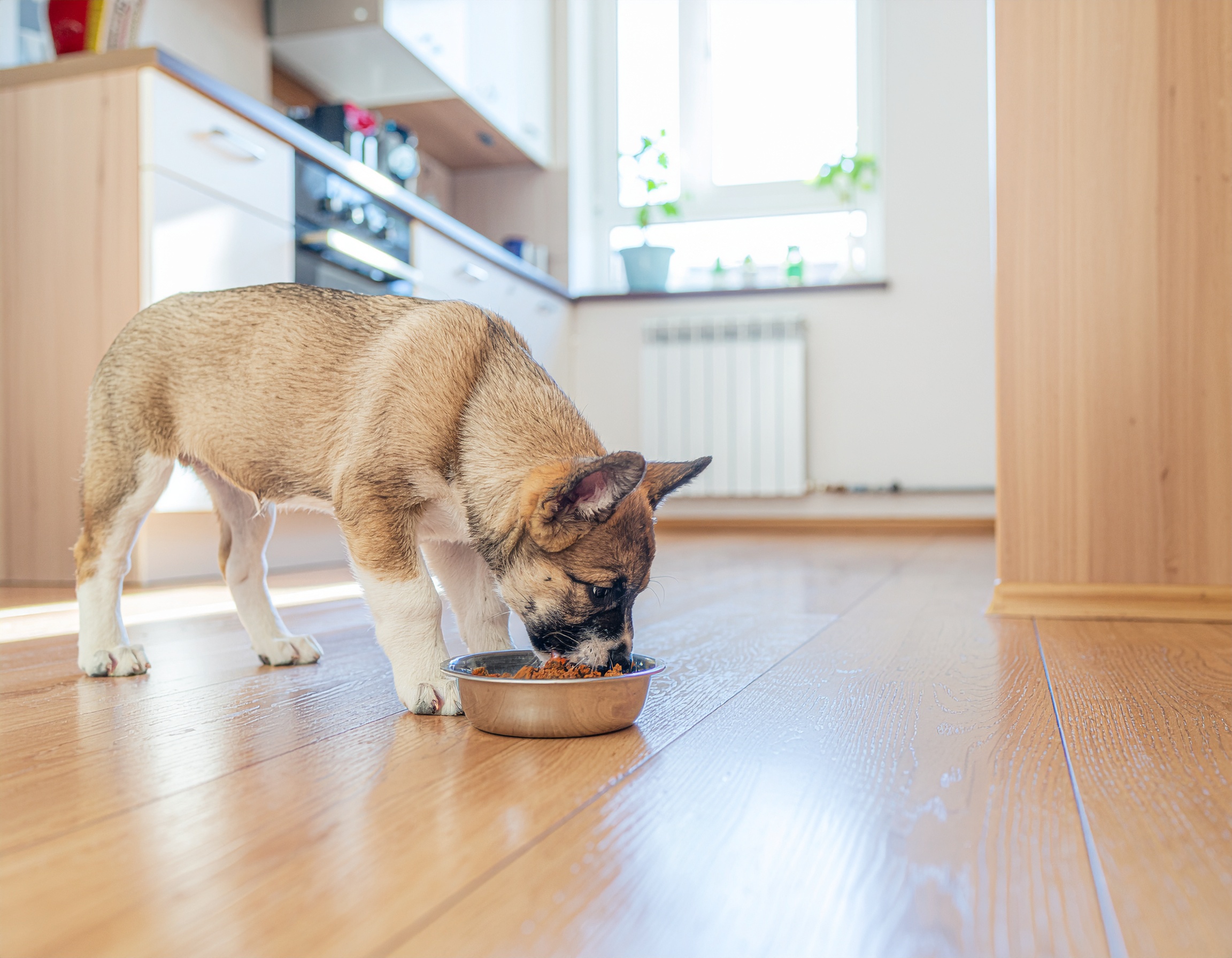Mokra karma dla szczeniaka a potrzeby żywieniowe rosnącego organizmu